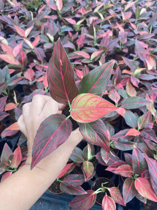 Aglaonema Red Vein Rooted Starter Plant