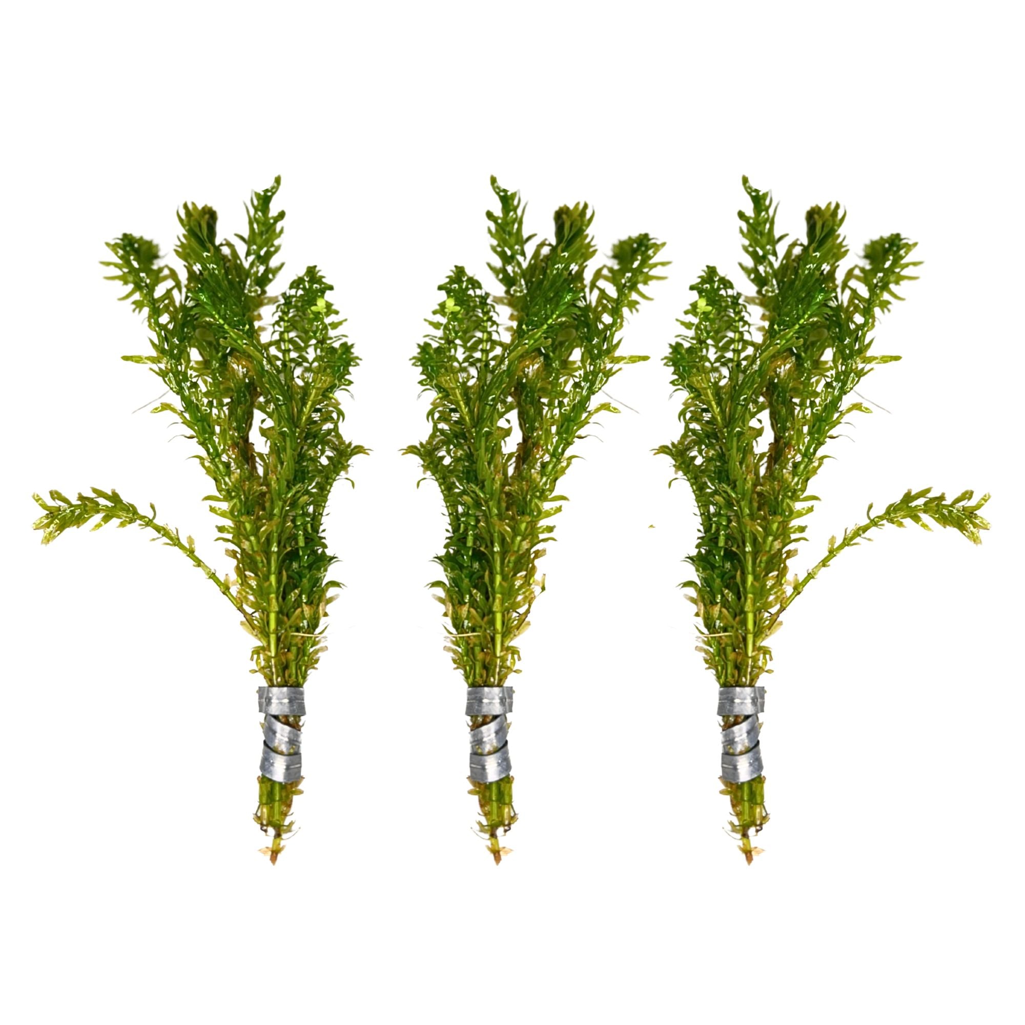 Anacharis and Hornwort Bundle