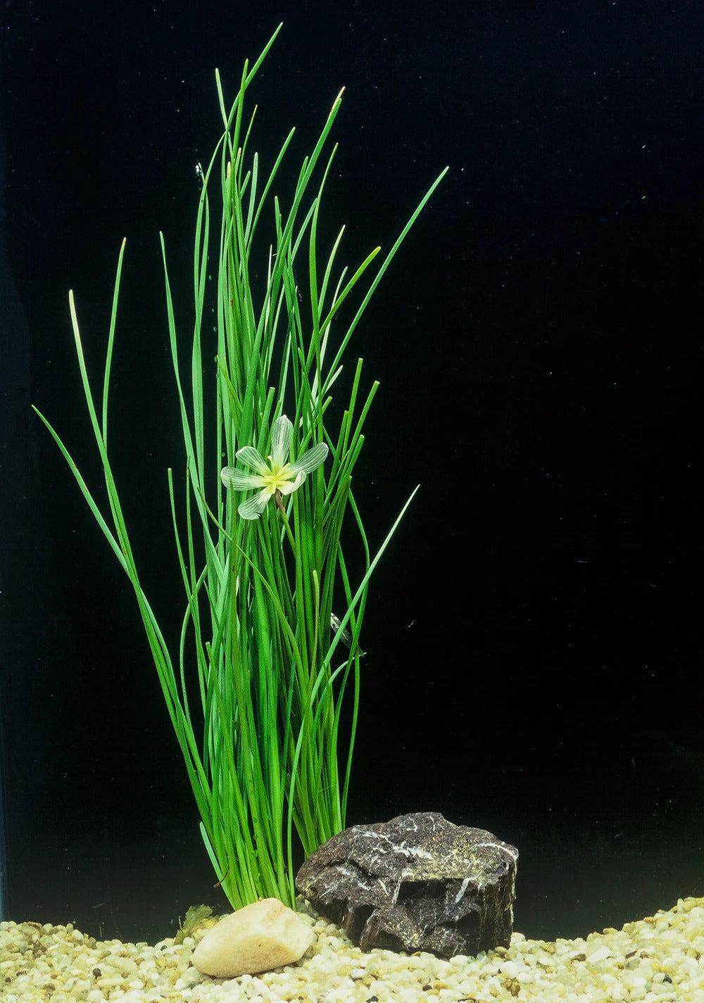 Water Onion Dwarf (Zephyranthes candida)