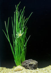 Water Onion Dwarf (Zephyranthes candida)