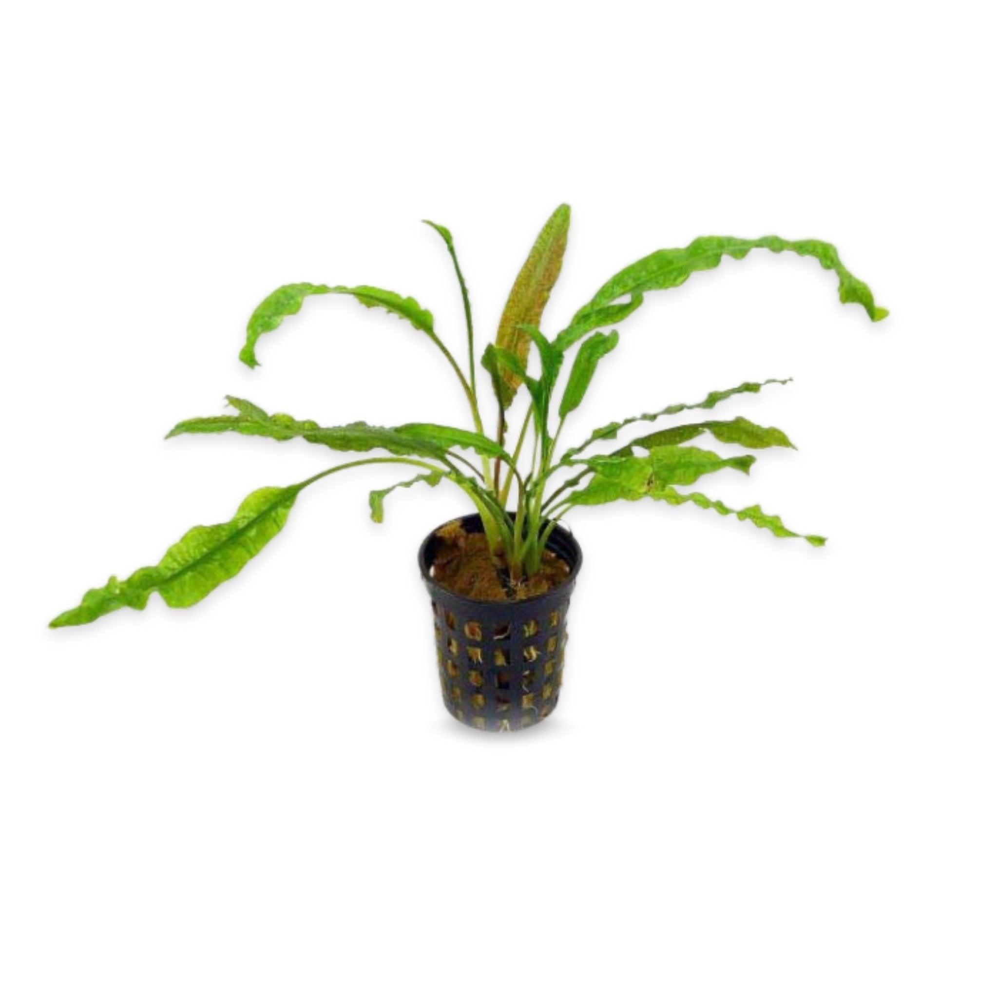 Cryptocoryne Crypt Balansae