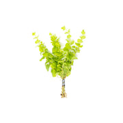 Lloydiella (Lysimachia Nummularia) Creeping Jenny