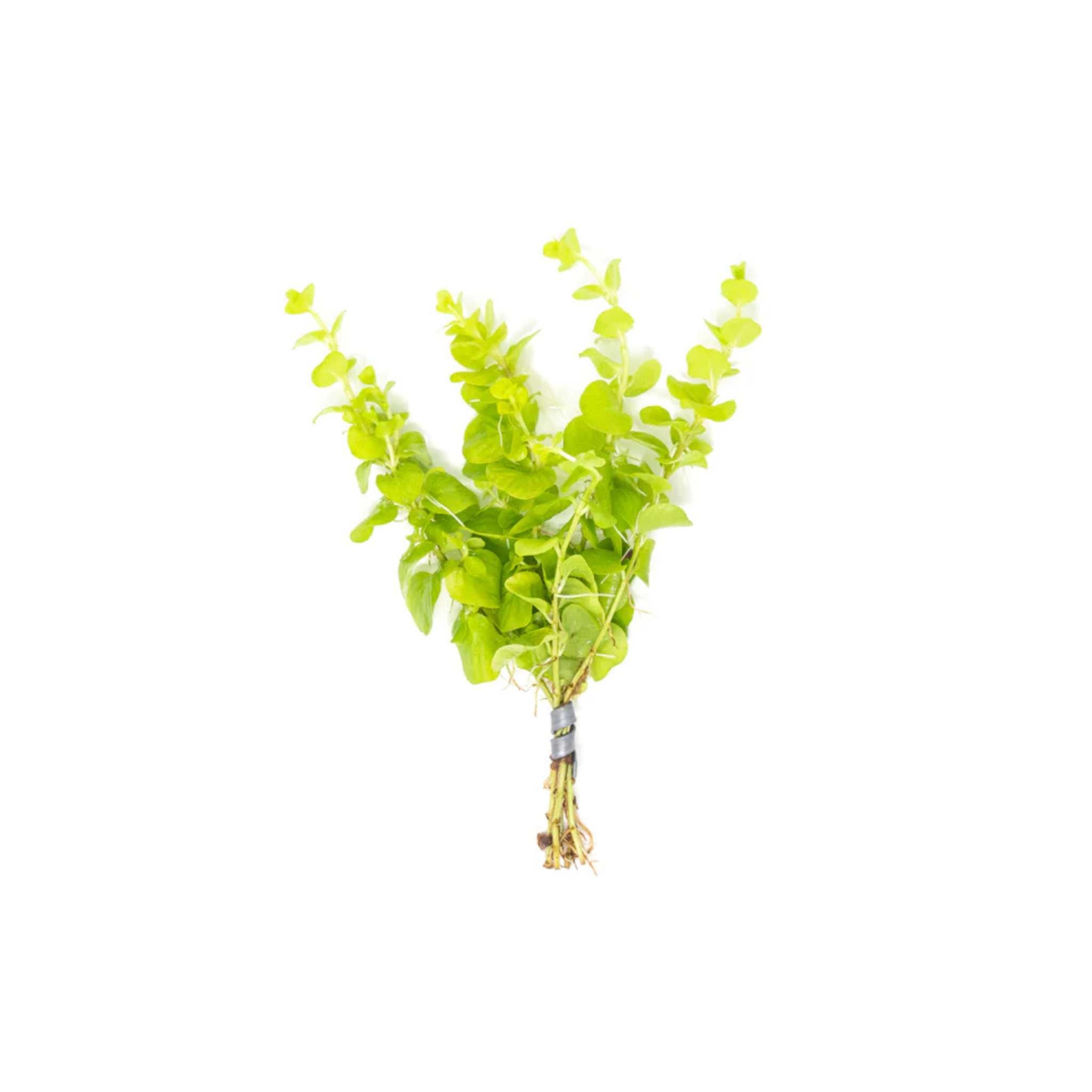 Lloydiella (Lysimachia Nummularia) Creeping Jenny