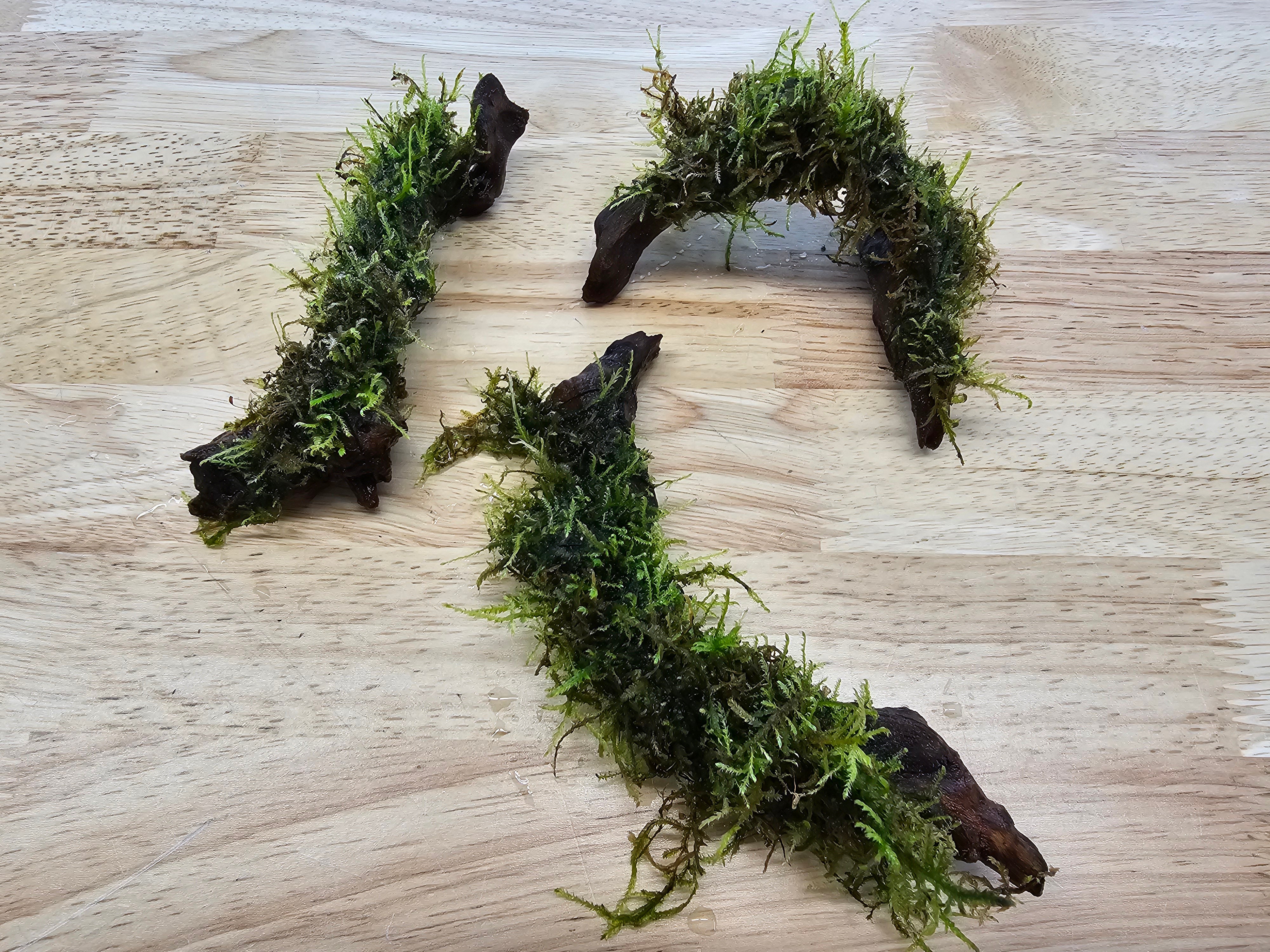 Moss On DriftWood