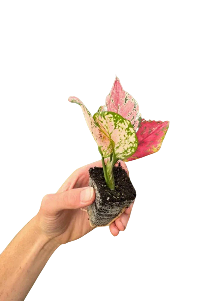 Aglaonema Queen Red Valentine Rooted Starter Plant