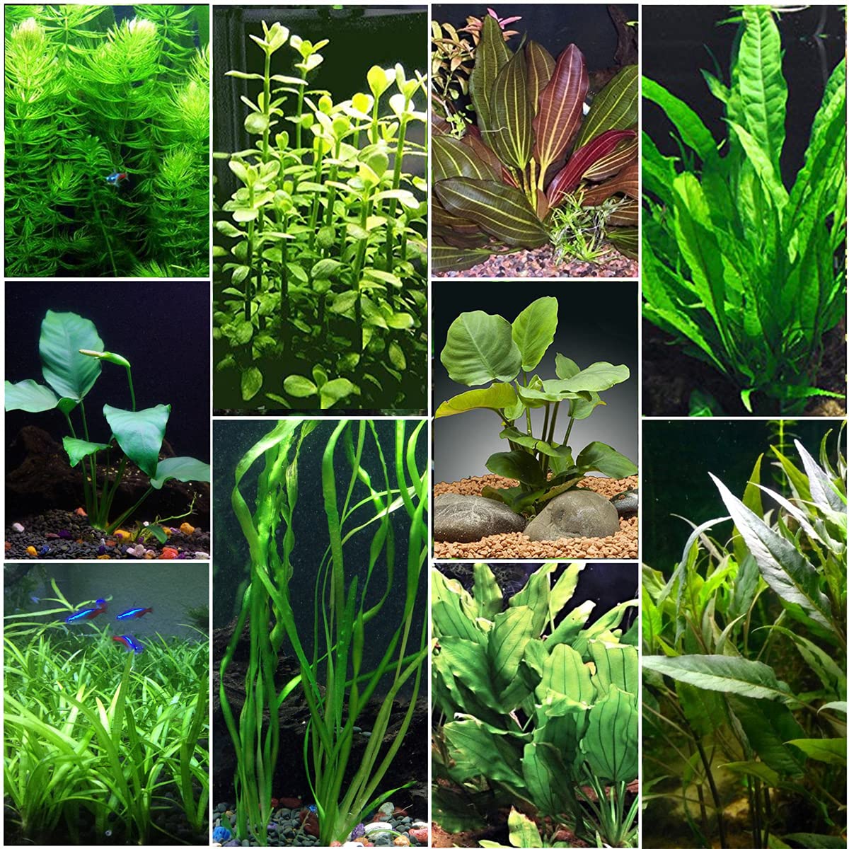 Beginner Aquatic Plants Bundle 30 Plant Pack