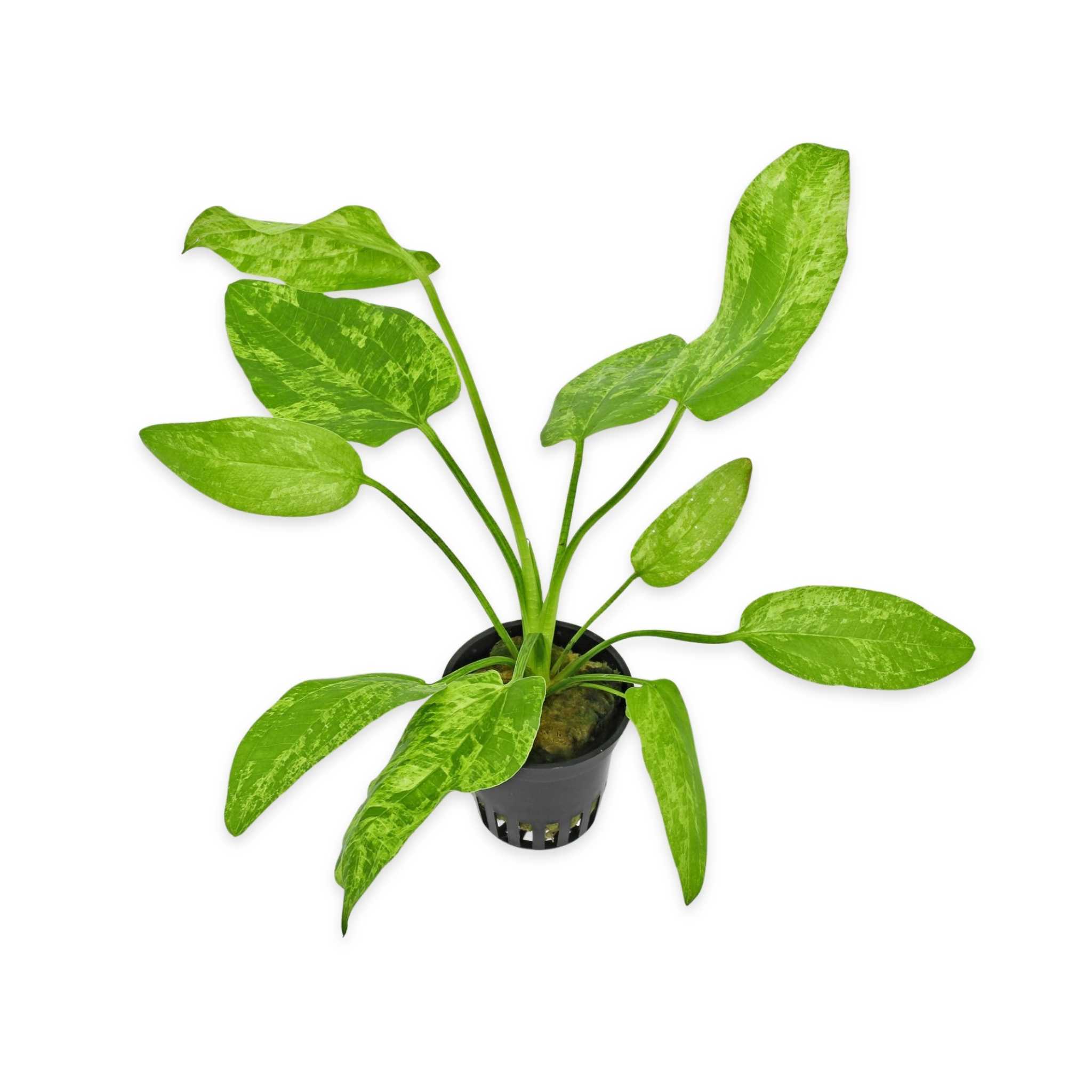 Marble Queen Sword Echinodorus Cordifolius