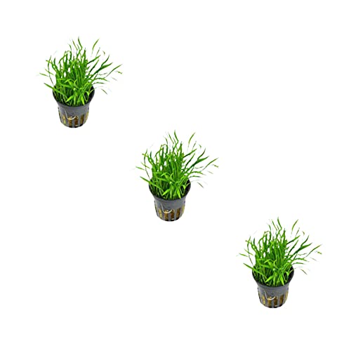 CANTON AQUATICS LilaeopsiBraslilensis Tissue Culture