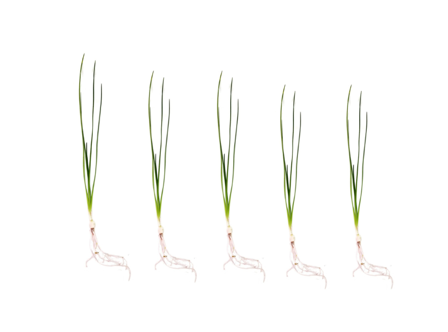 Water Onion Dwarf (Zephyranthes candida)