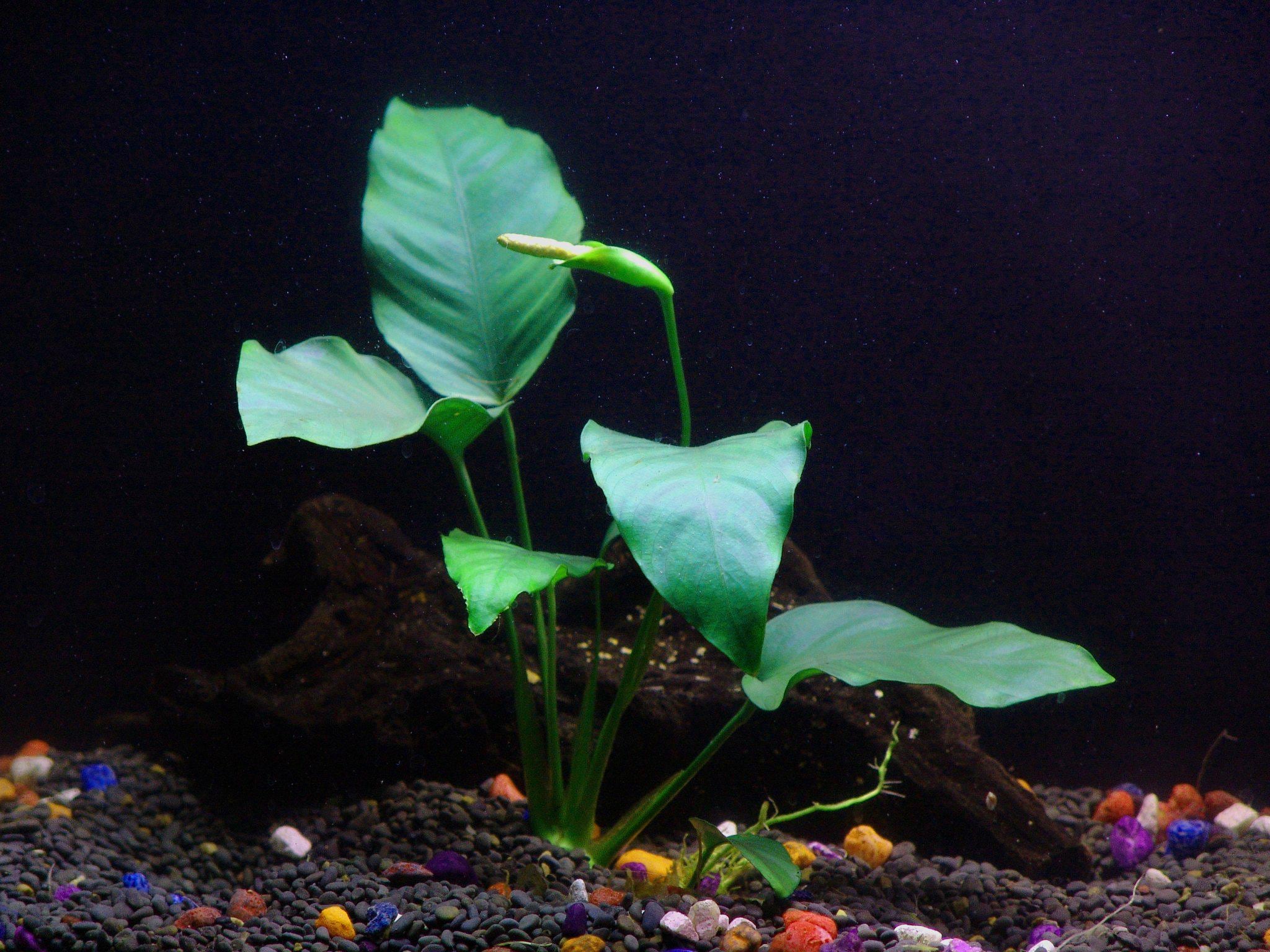 3 Anubias Aquatic Plants Bundle Small 1-3 Inches