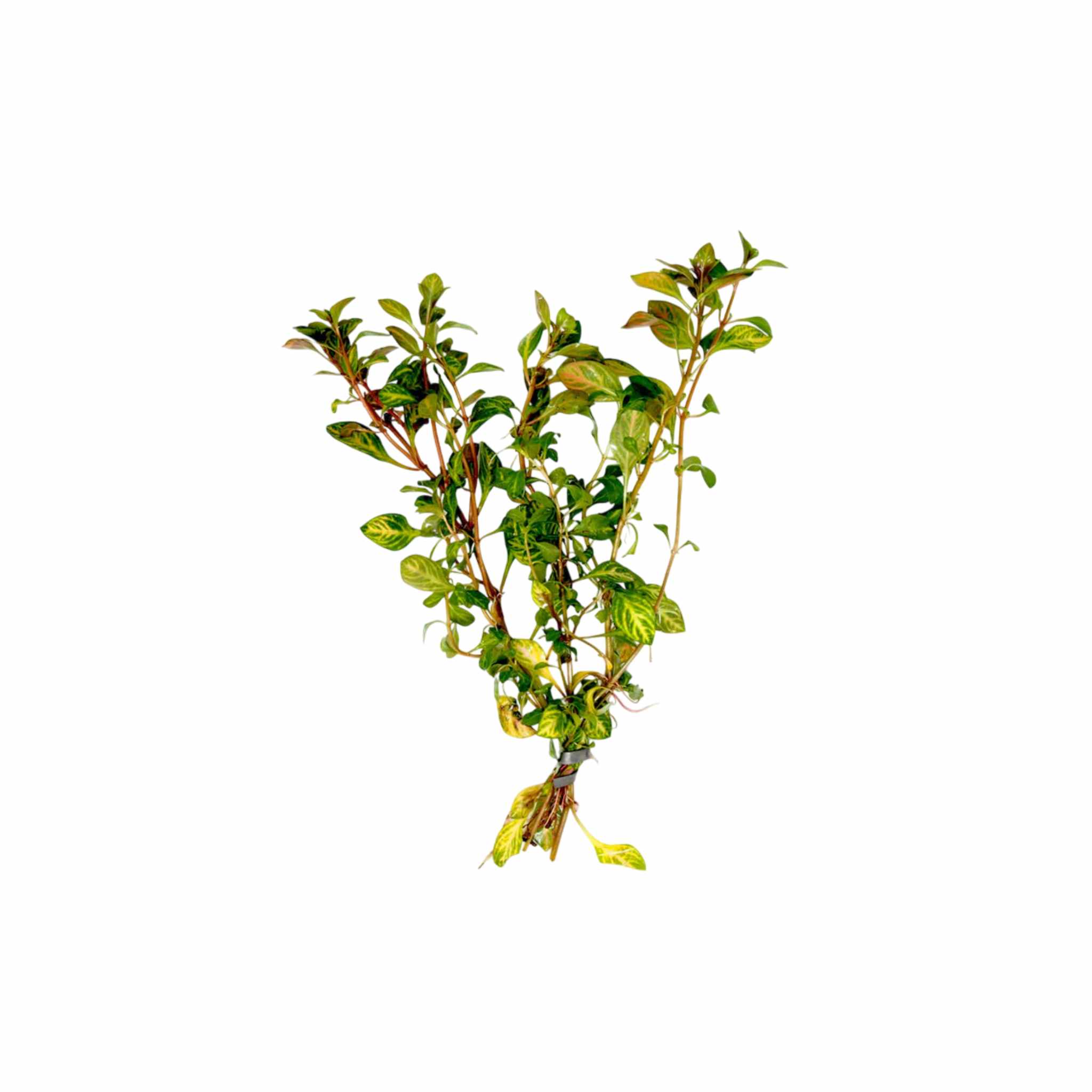 Oval Ludwigia (Ovalis)