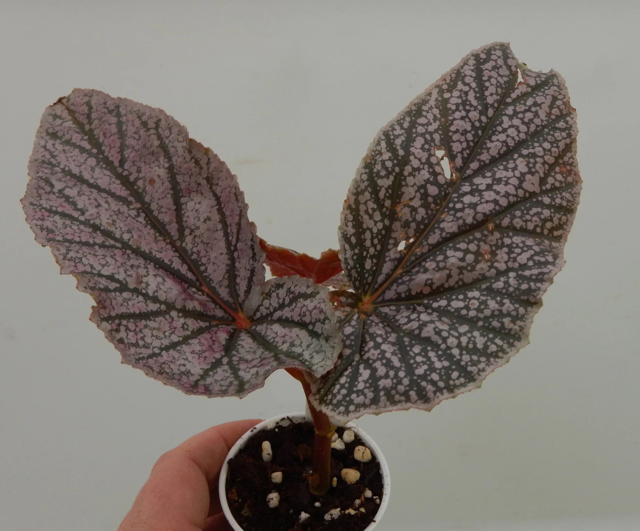 Angel Wing Begonia Miss Mummy Rooted Starter Plant
