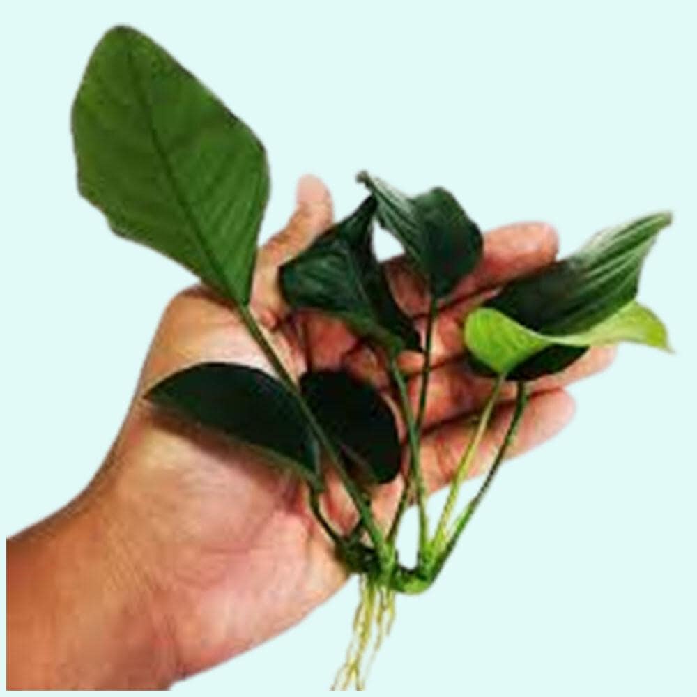 3 Anubias Aquatic Plants Bundle Small 1-3 Inches