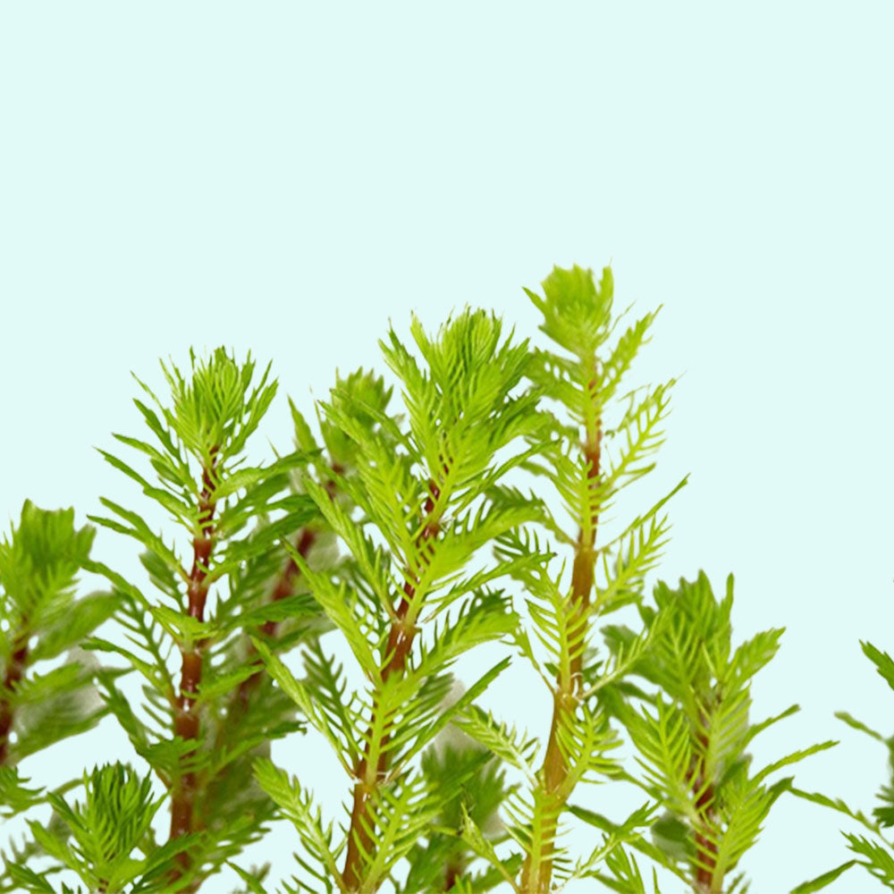 Red Parrot Feather Myriophyllum Brasiliensis