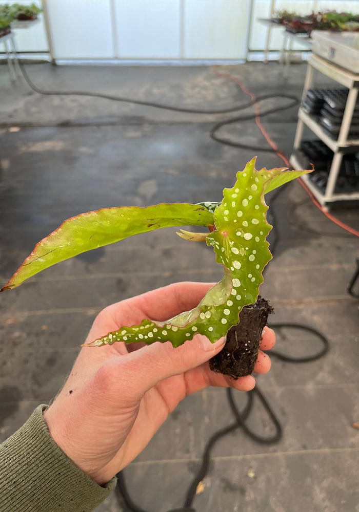 Angel Wing Begonia My Special Angel Rooted Starter Plant