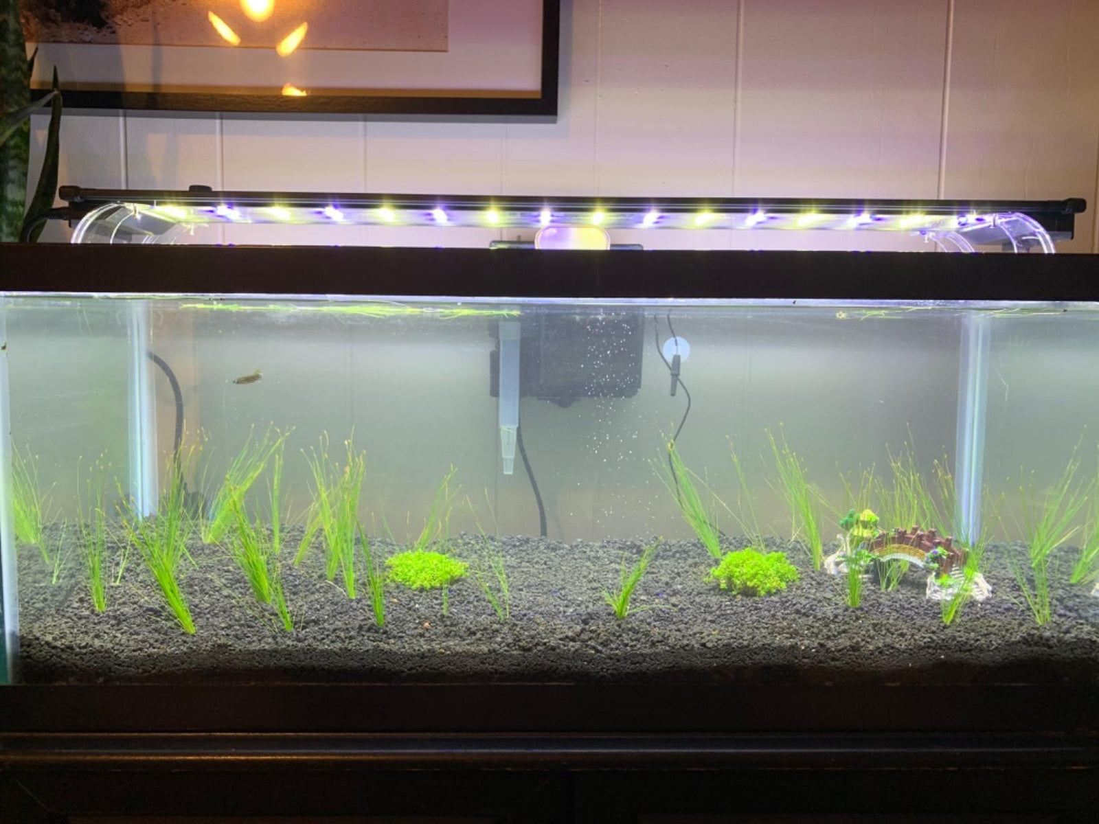 5 X Dwarf Hairgrass (Eleocharis Parvula)