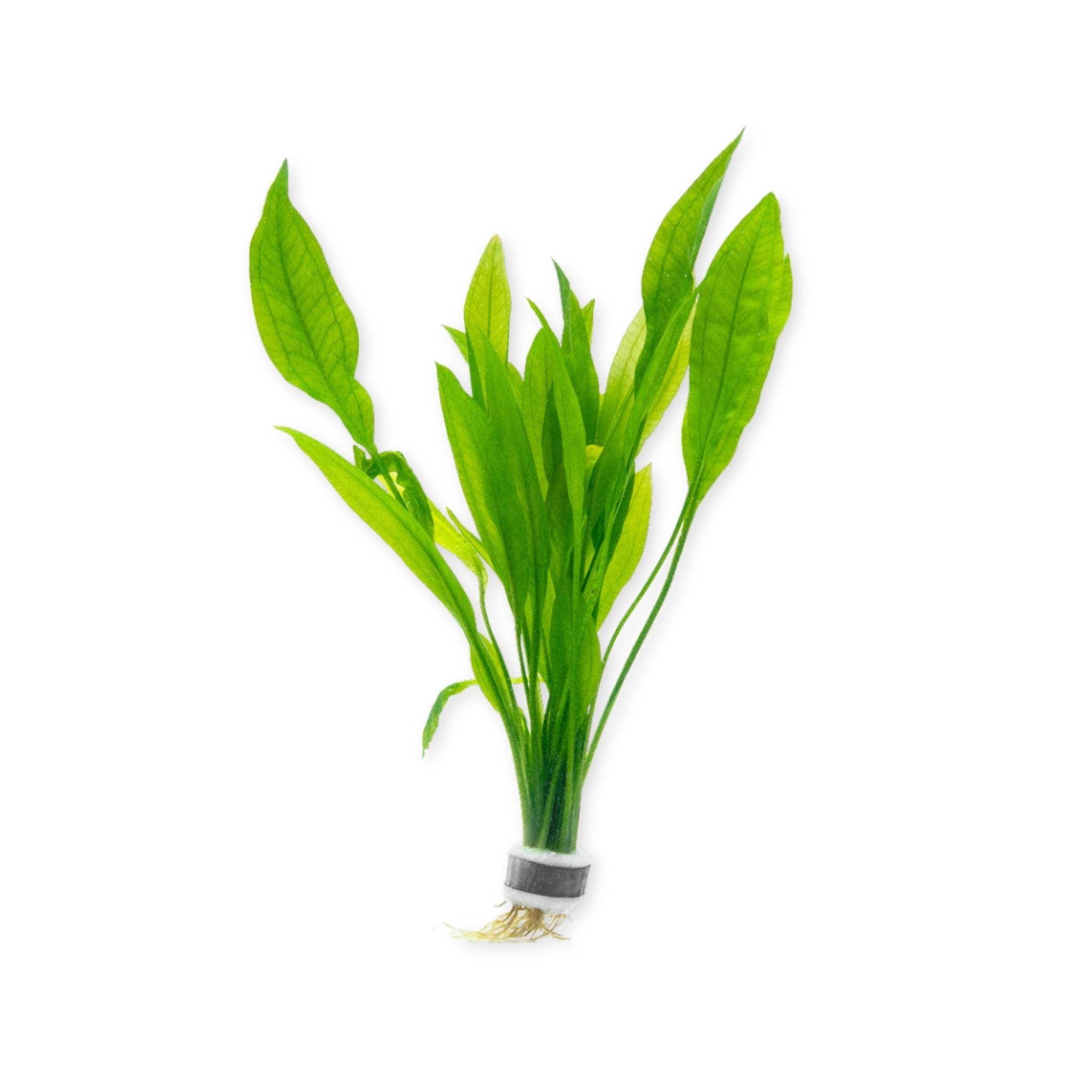 Amazon Sword Echinodorus Bleheri