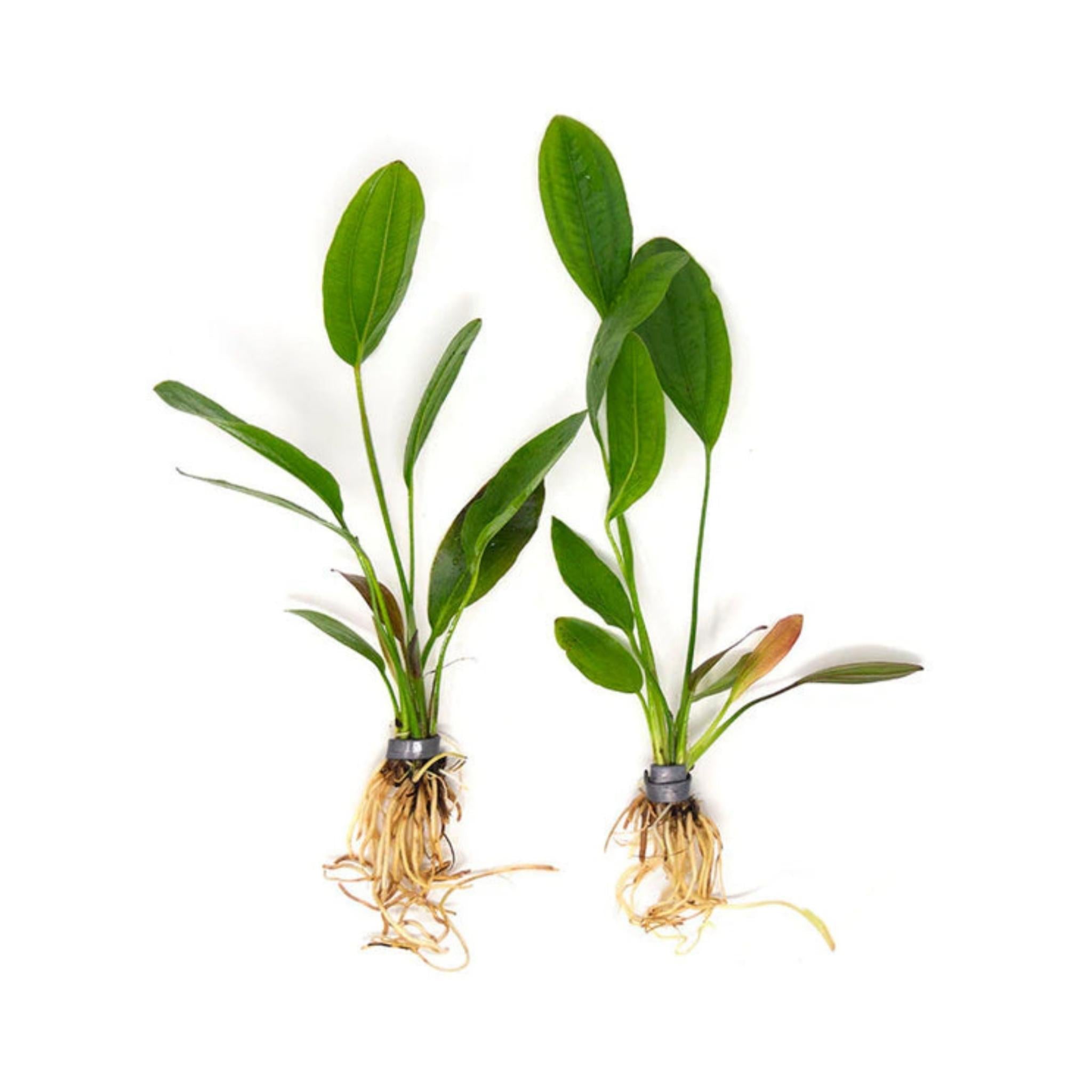 Amazon Melon Sword (Echinodorus Osiris)