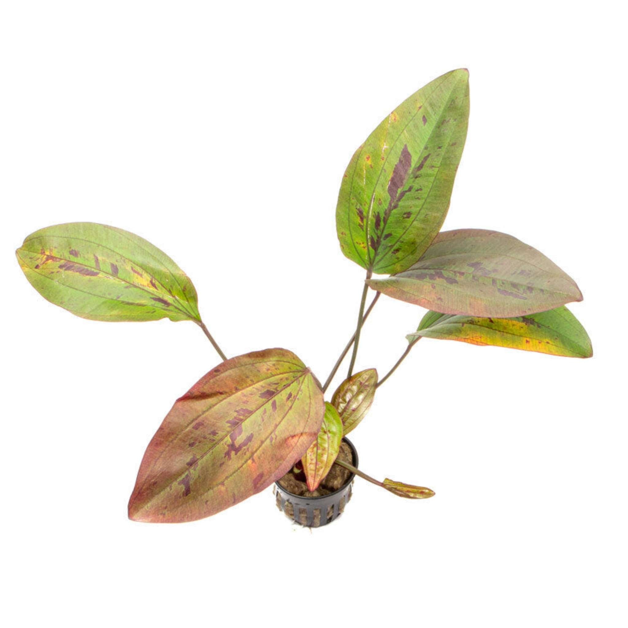 Amazon Sword Echinodorus Ozelot Red