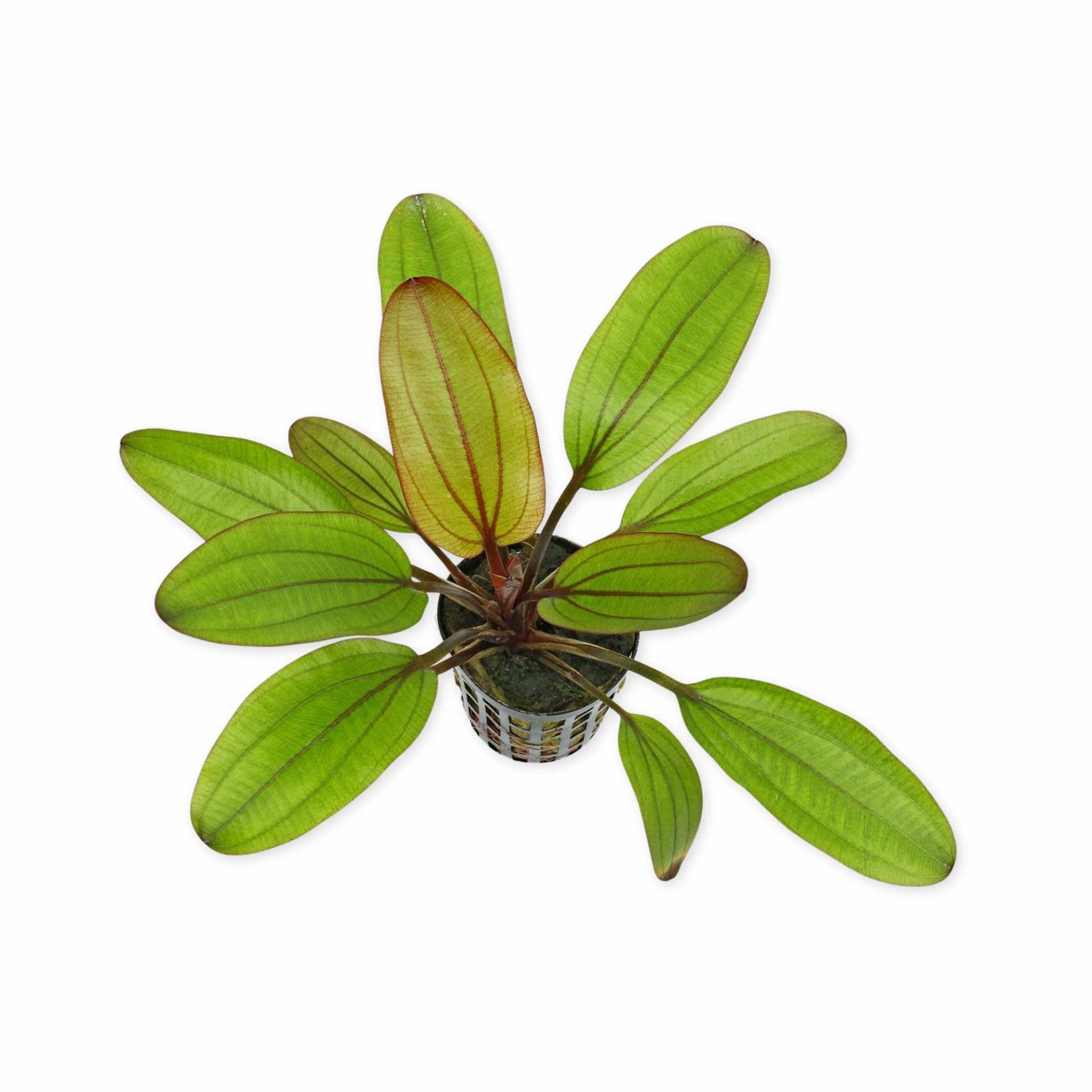 Amazon Sword Echinodorus Red Flame