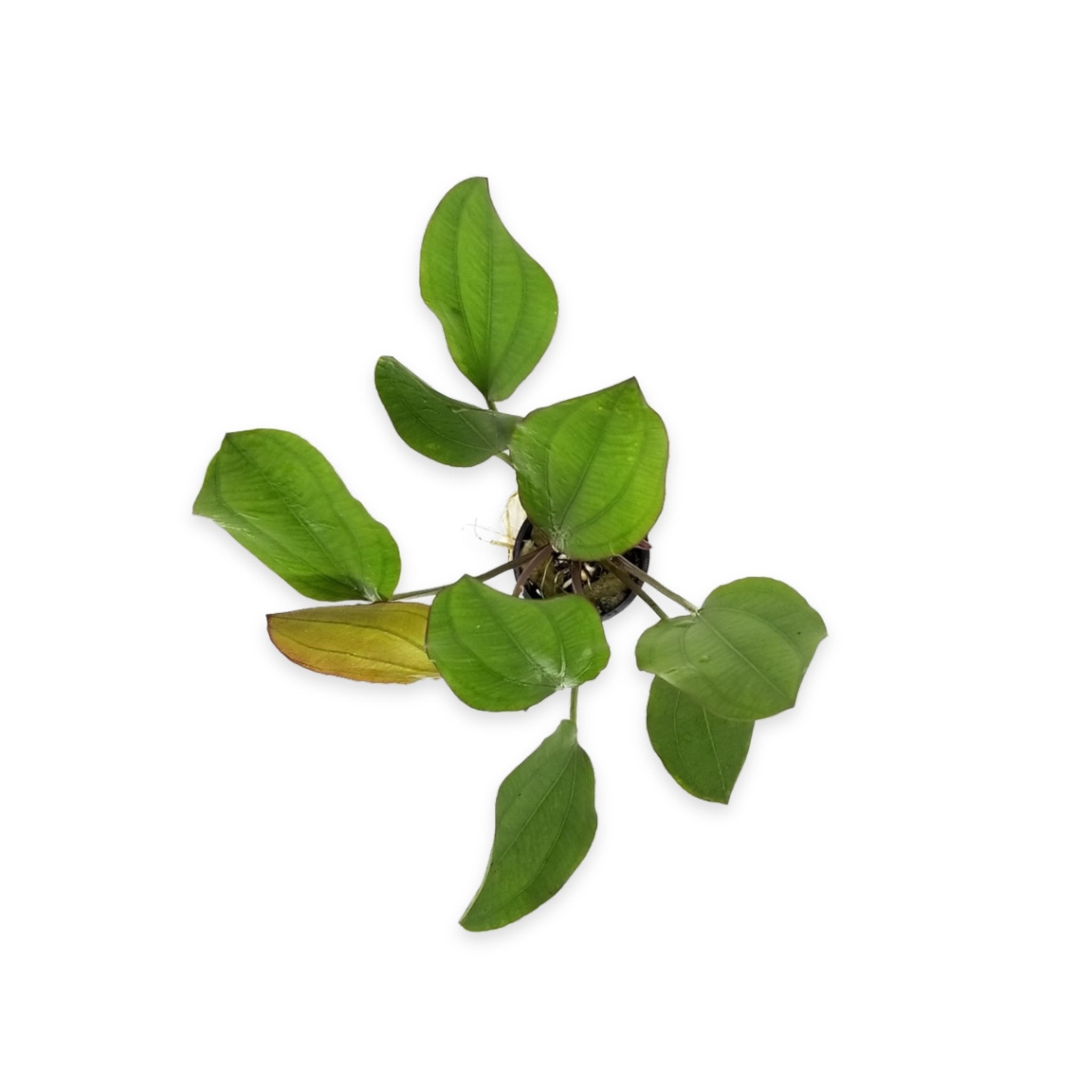 Amazon Sword Echinodorus Red Melon