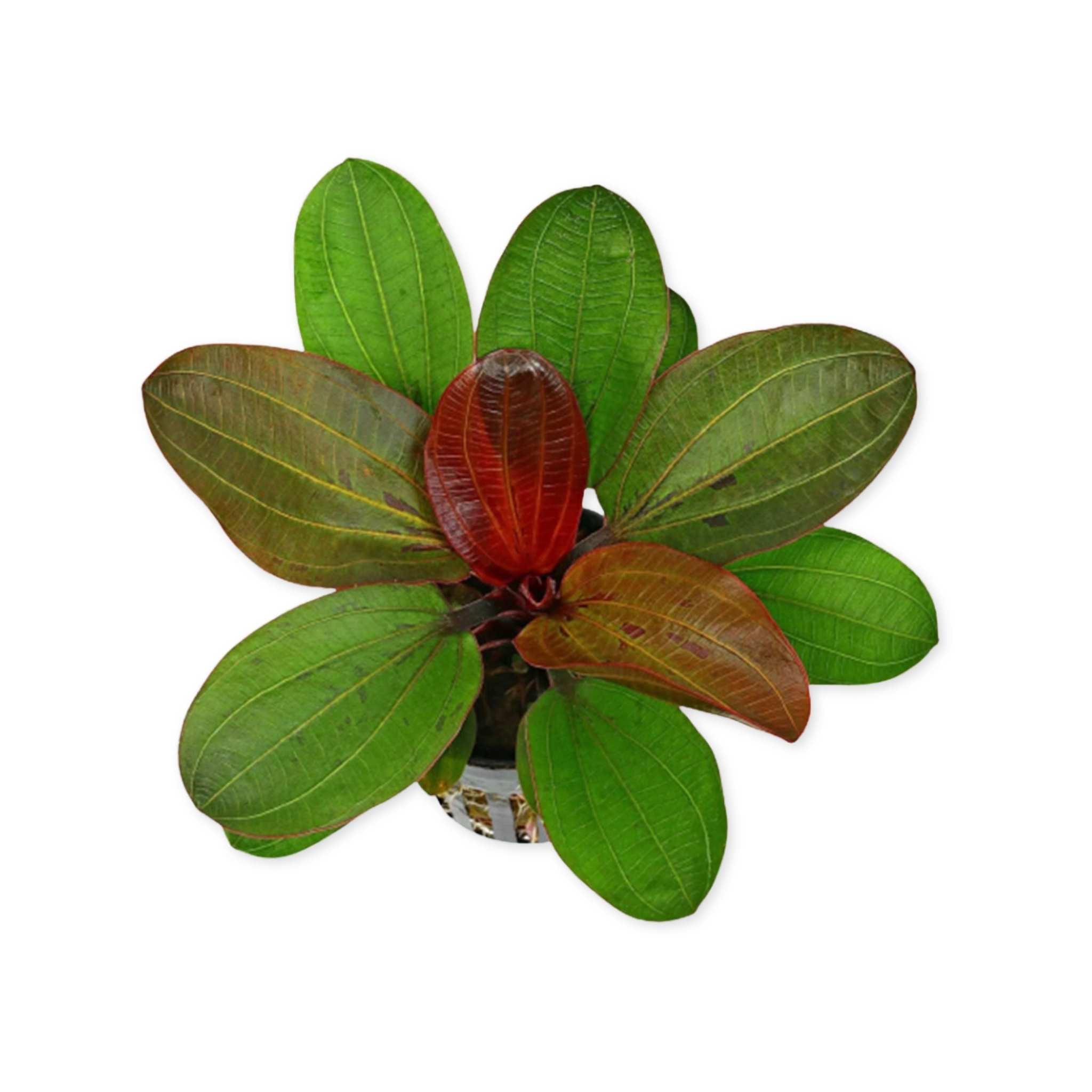 Amazon Sword Echinodorus (Red Pearl)