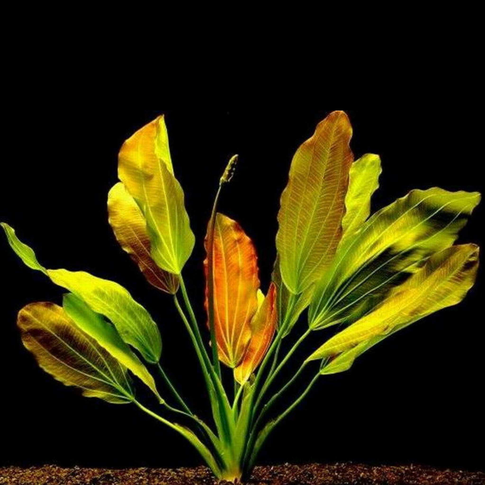 Amazon Sword Echinodorus Red Rubin