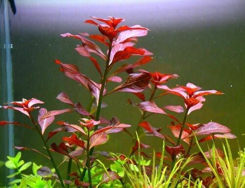 Ludwigia Repens Super Red Mini