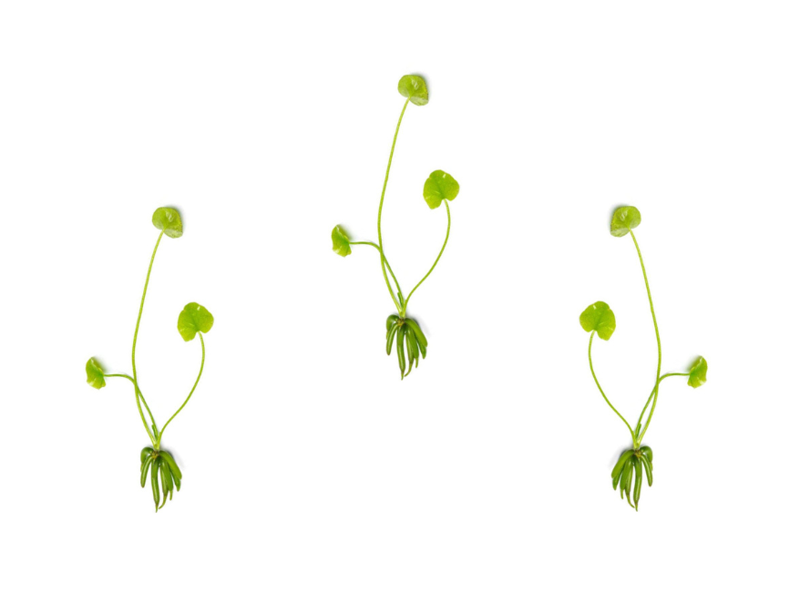 Banana Plant (Nymphoides Aquatica)