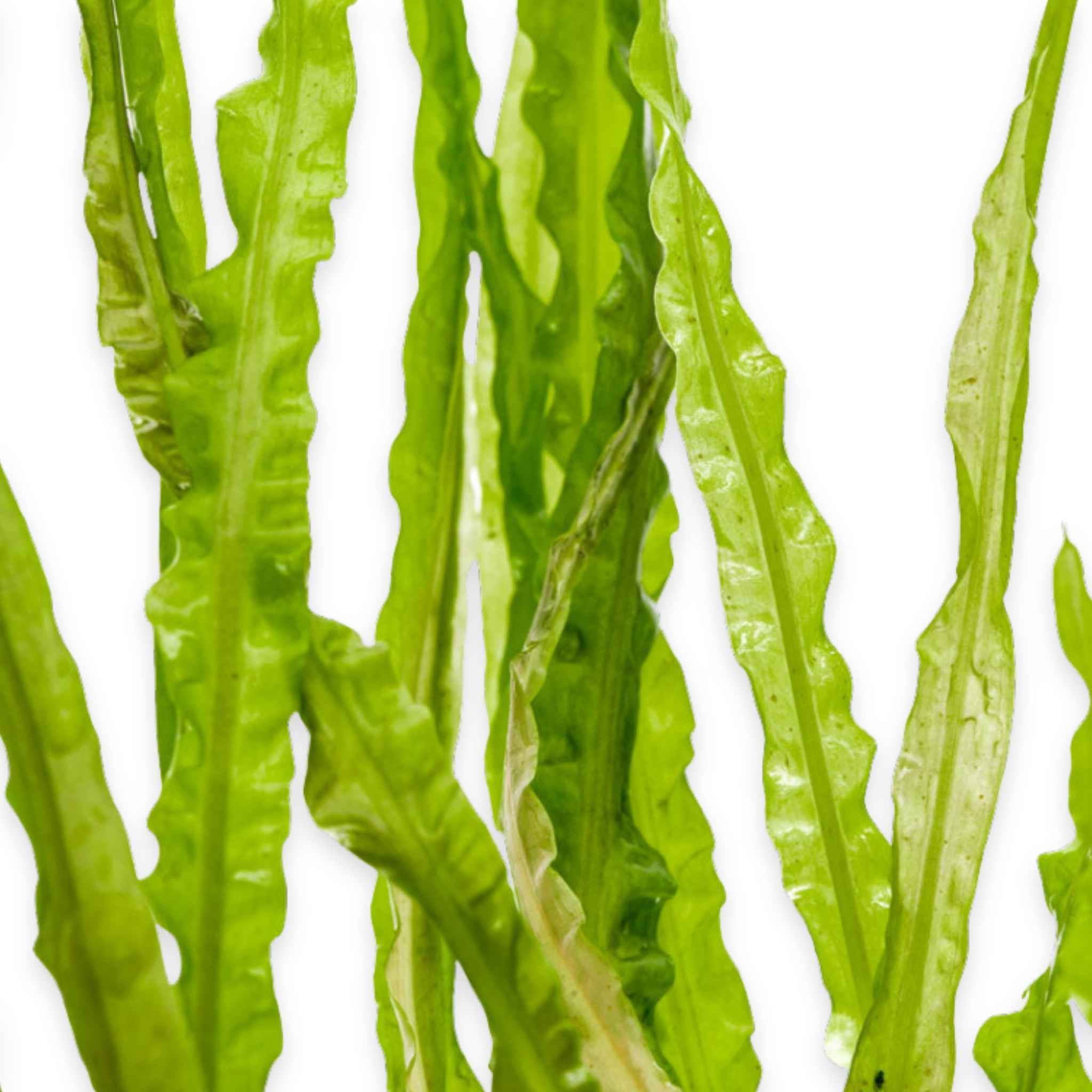 Cryptocoryne Crypt Balansae