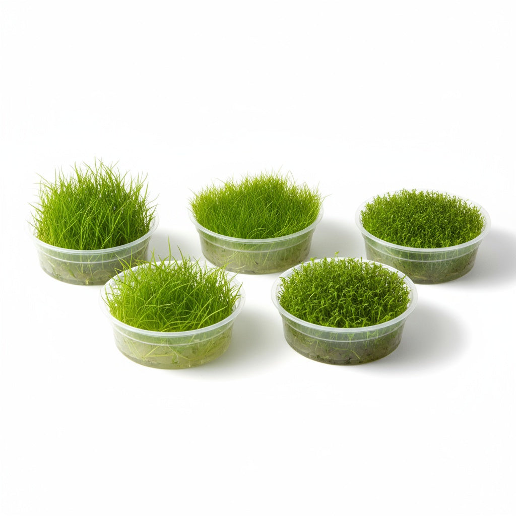 CANTON AQUATICS LilaeopsiBraslilensis Tissue Culture