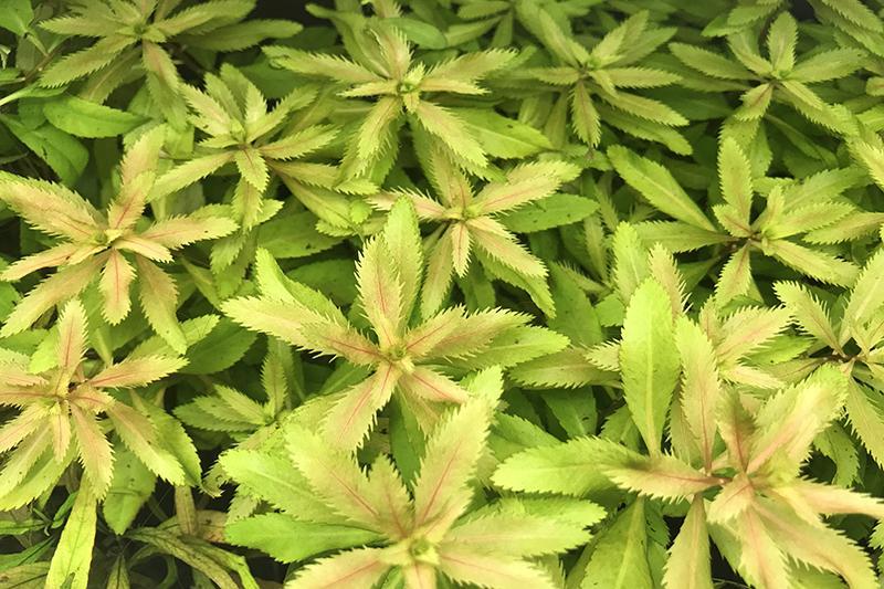 Mermaid Hygro Proserpinaca Palustris