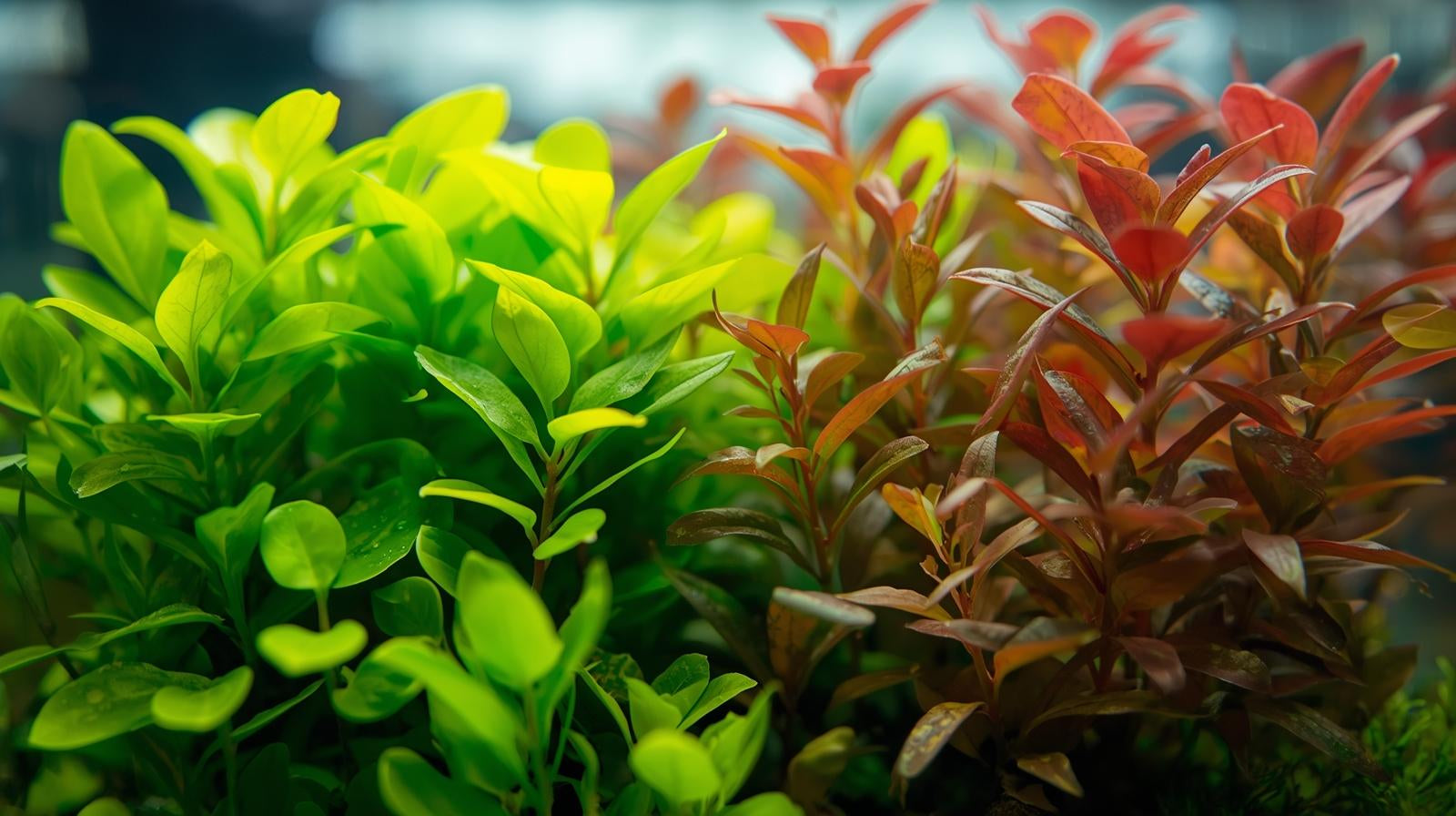 Aquarium Plant Bundle: Ludwigia, Bacopa & Cabomba (18 Stems)