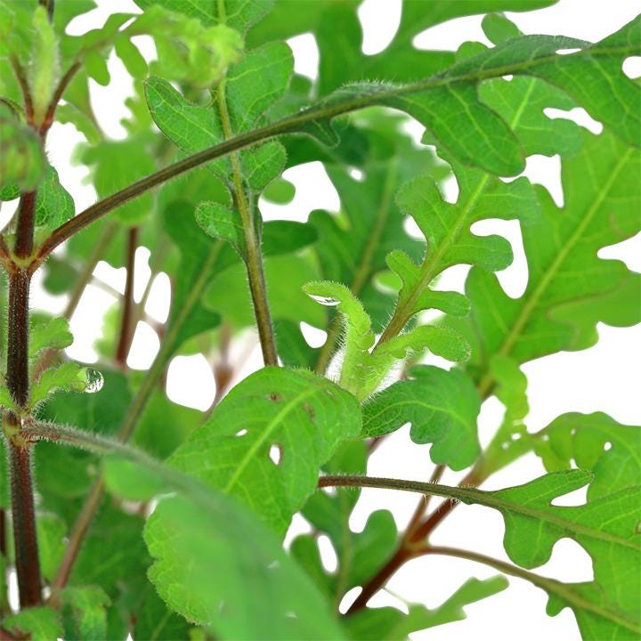 Low Light Aquarium Plant Bundle