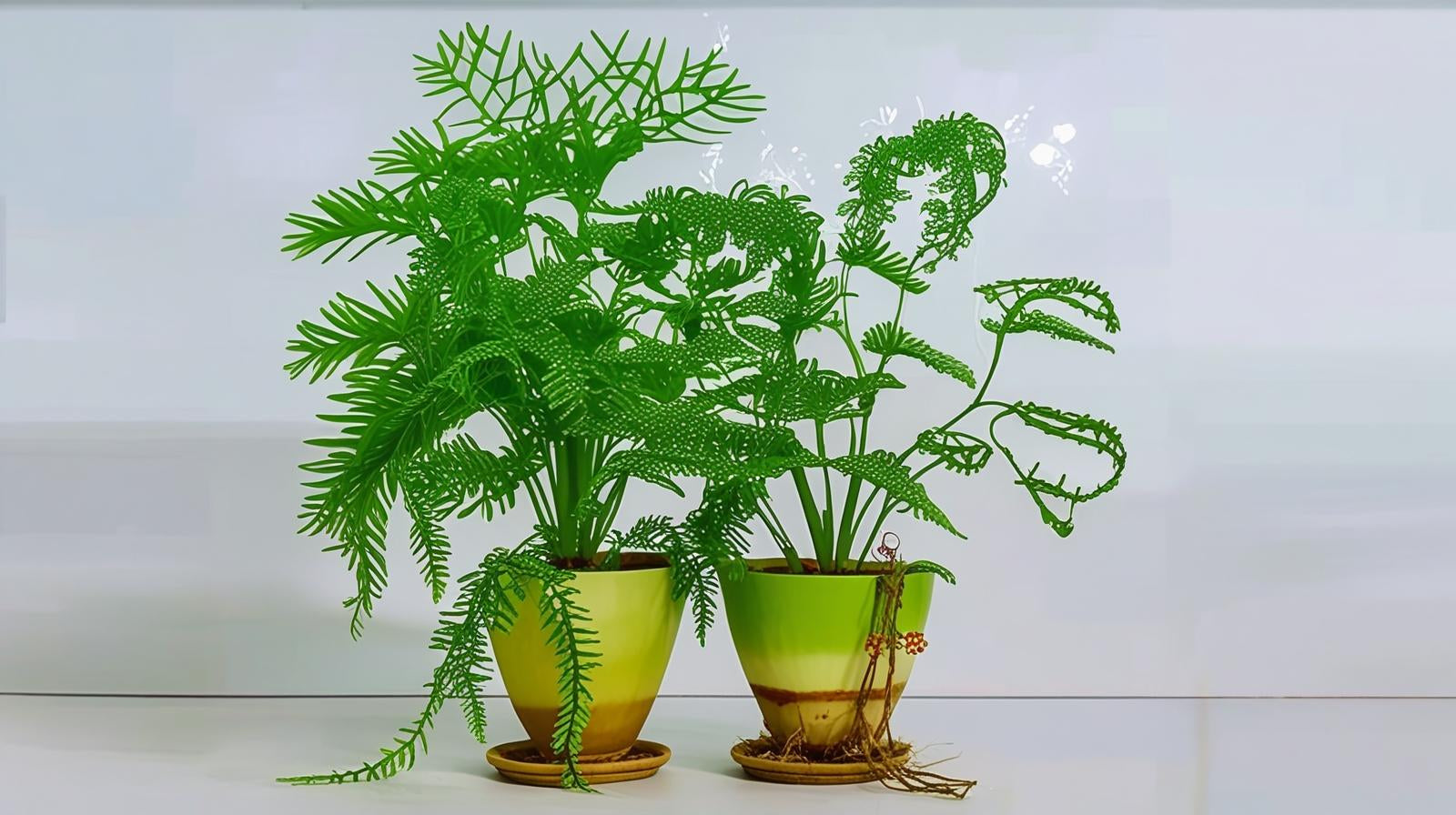 Water Sprite (Indian Fern)