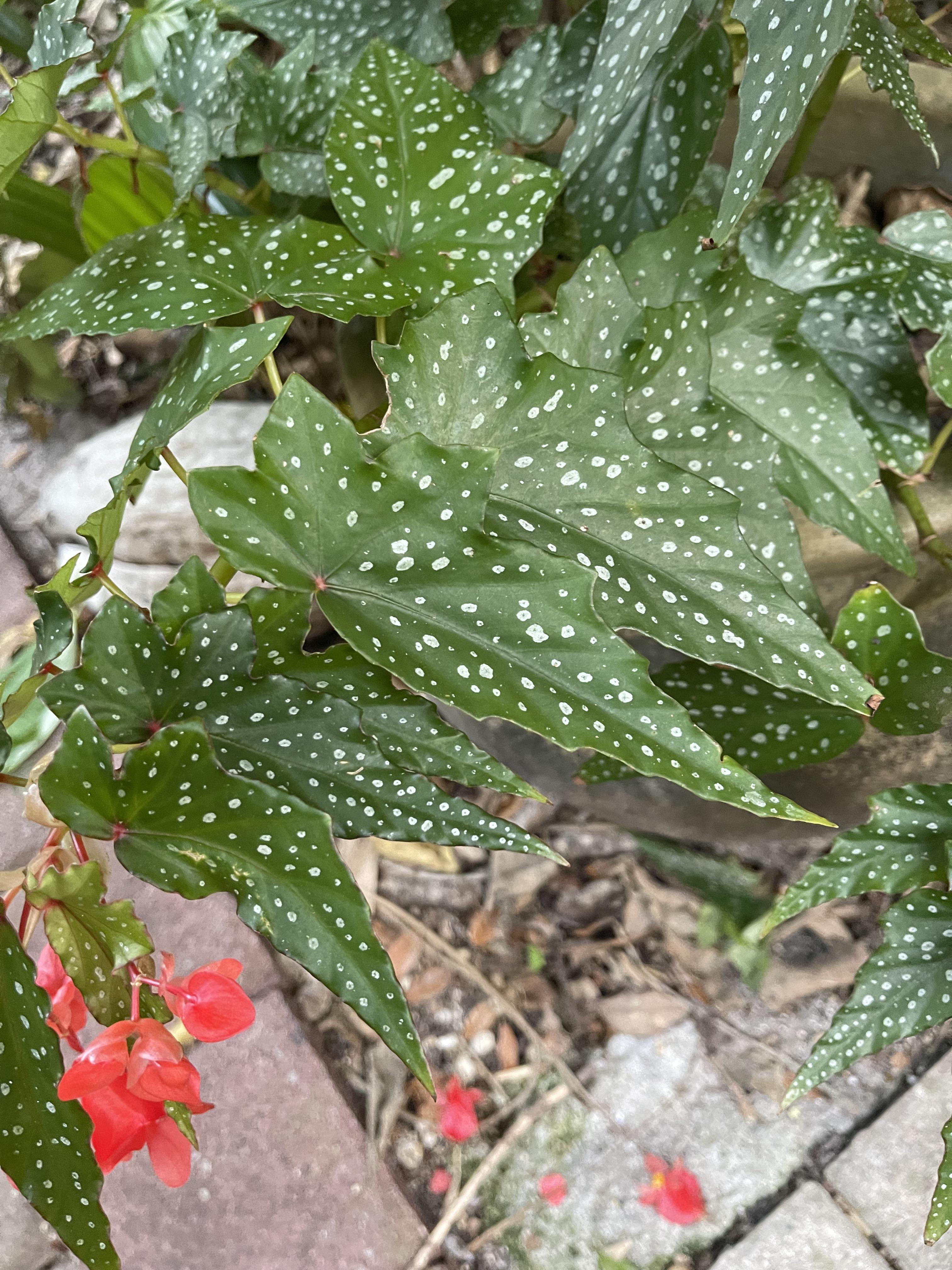 Angel Wing Begonia Lois Burke Rooted Starter Plant