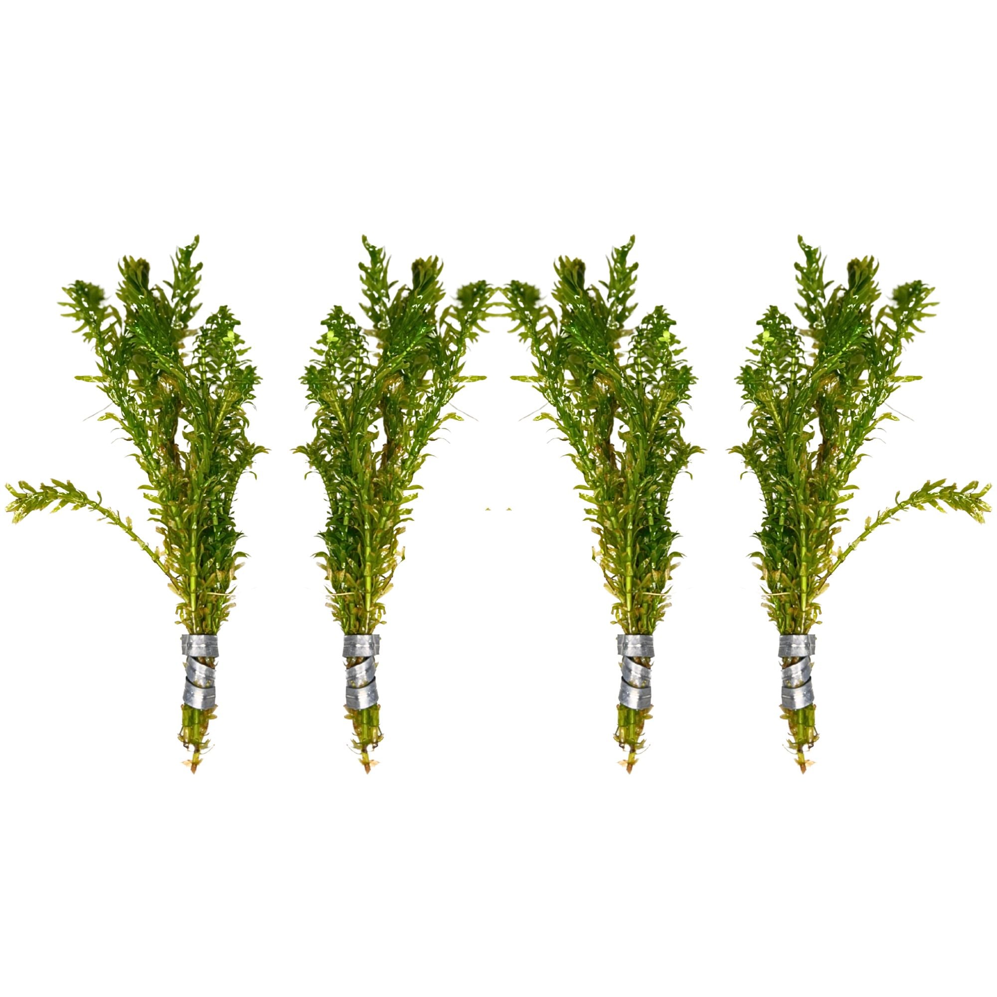 Anacharis and Hornwort Bundle