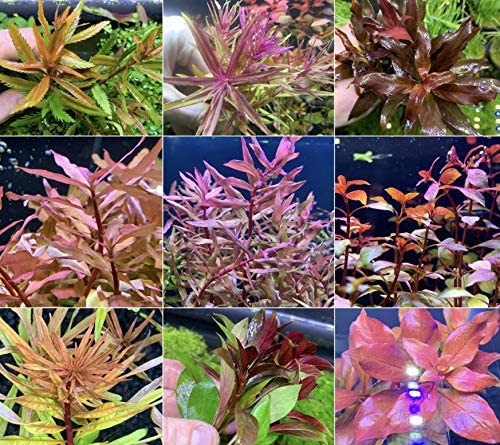 Beginner Aquatic Plants Bundle 30 Plant Pack