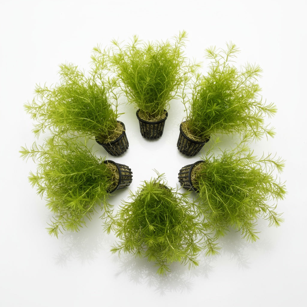 6 Hornwort Bunches