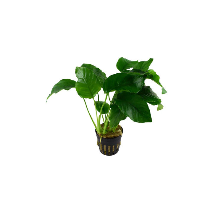 Anubias Barteri