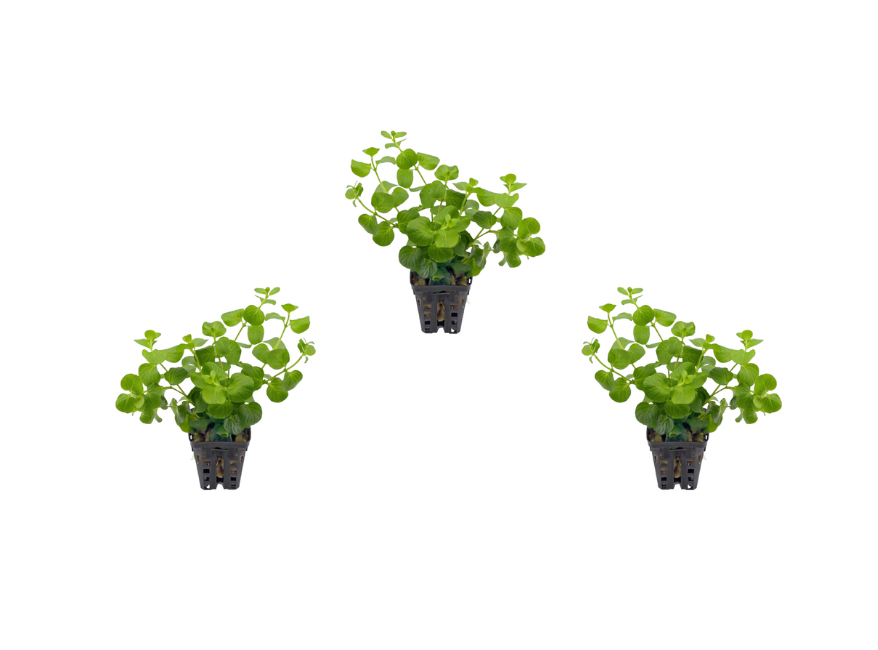 Lloydiella (Lysimachia Nummularia) Creeping Jenny