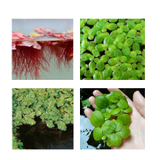 Floating Plant Combo Pack