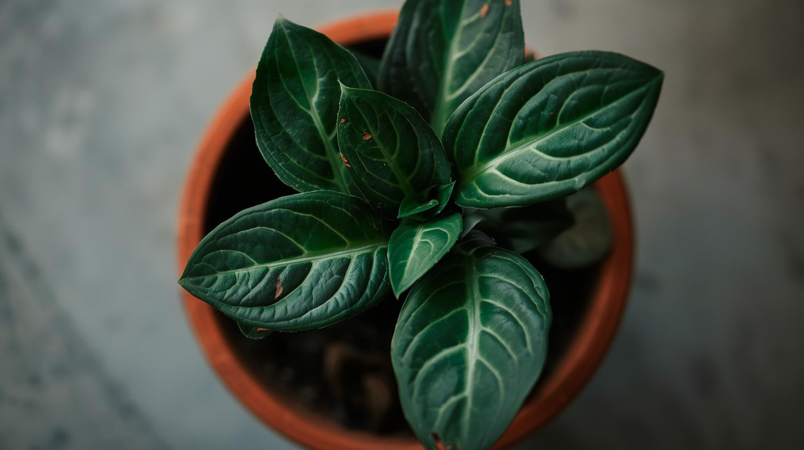 Anubias Barteri (Coffeefolia)