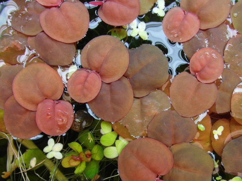 Red Root Floater Phyllanthus Fluitans