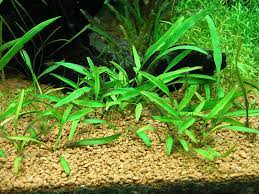 Cryptocoryne Crypt Lucens