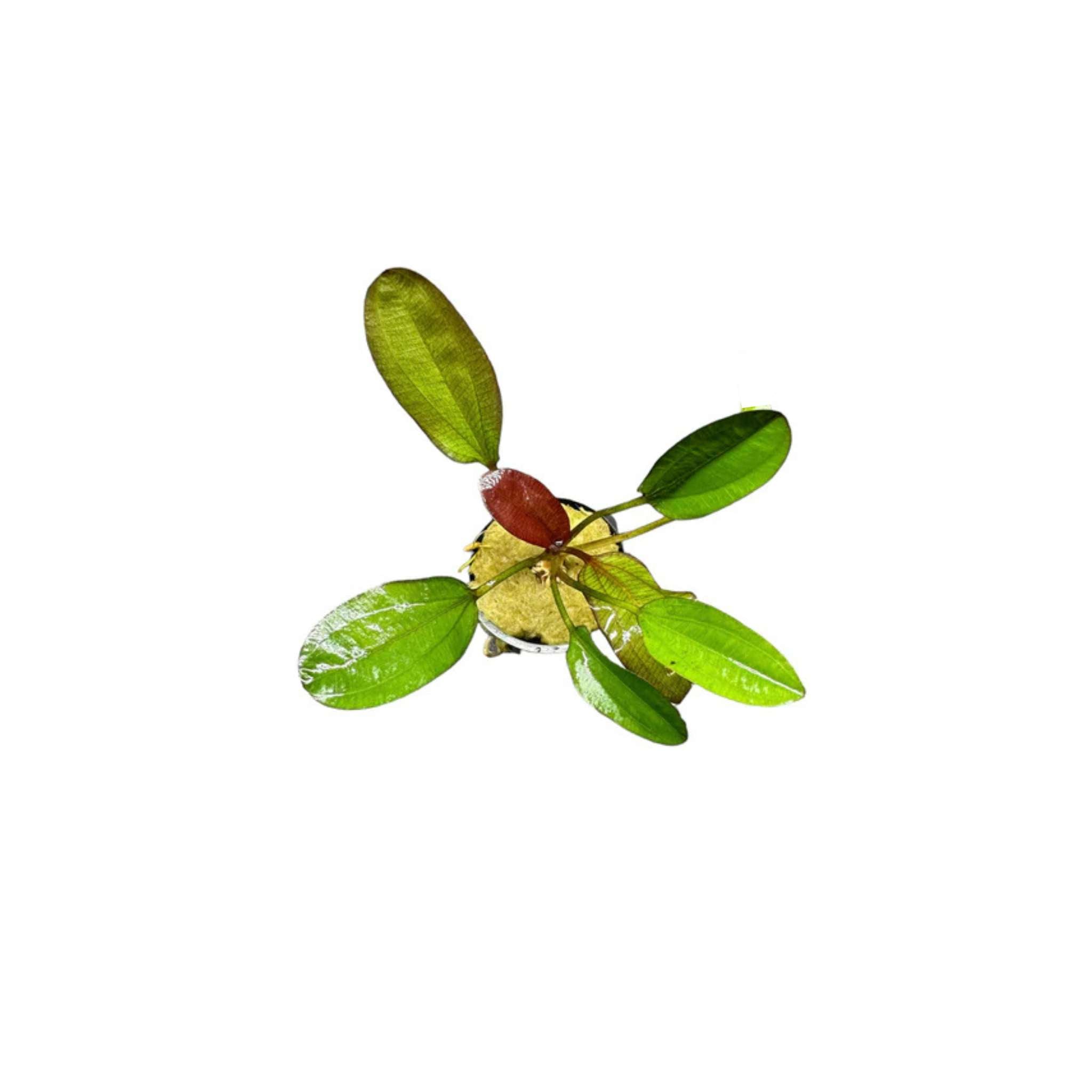 Amazon Sword Echinodorus Kleiner Bar