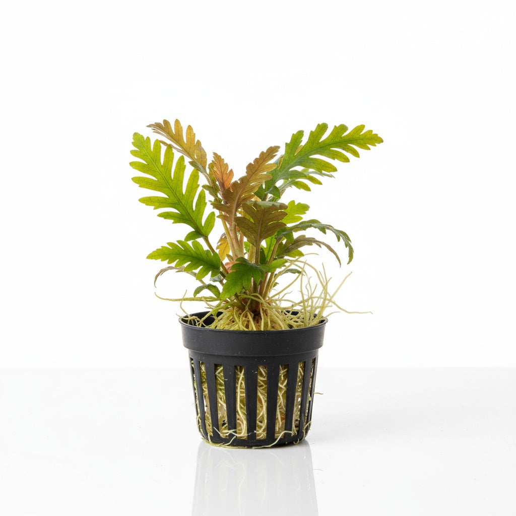 Hygrophila Pinnatifida