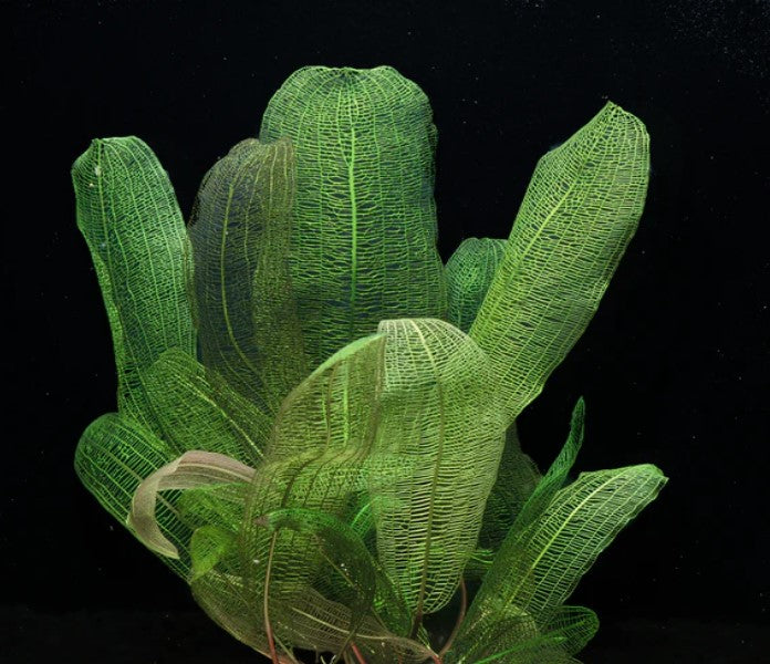 Madagascar Lace (Aponogeton madagascariensis)
