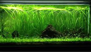 18 Lush Jungle Vallisneria Plants