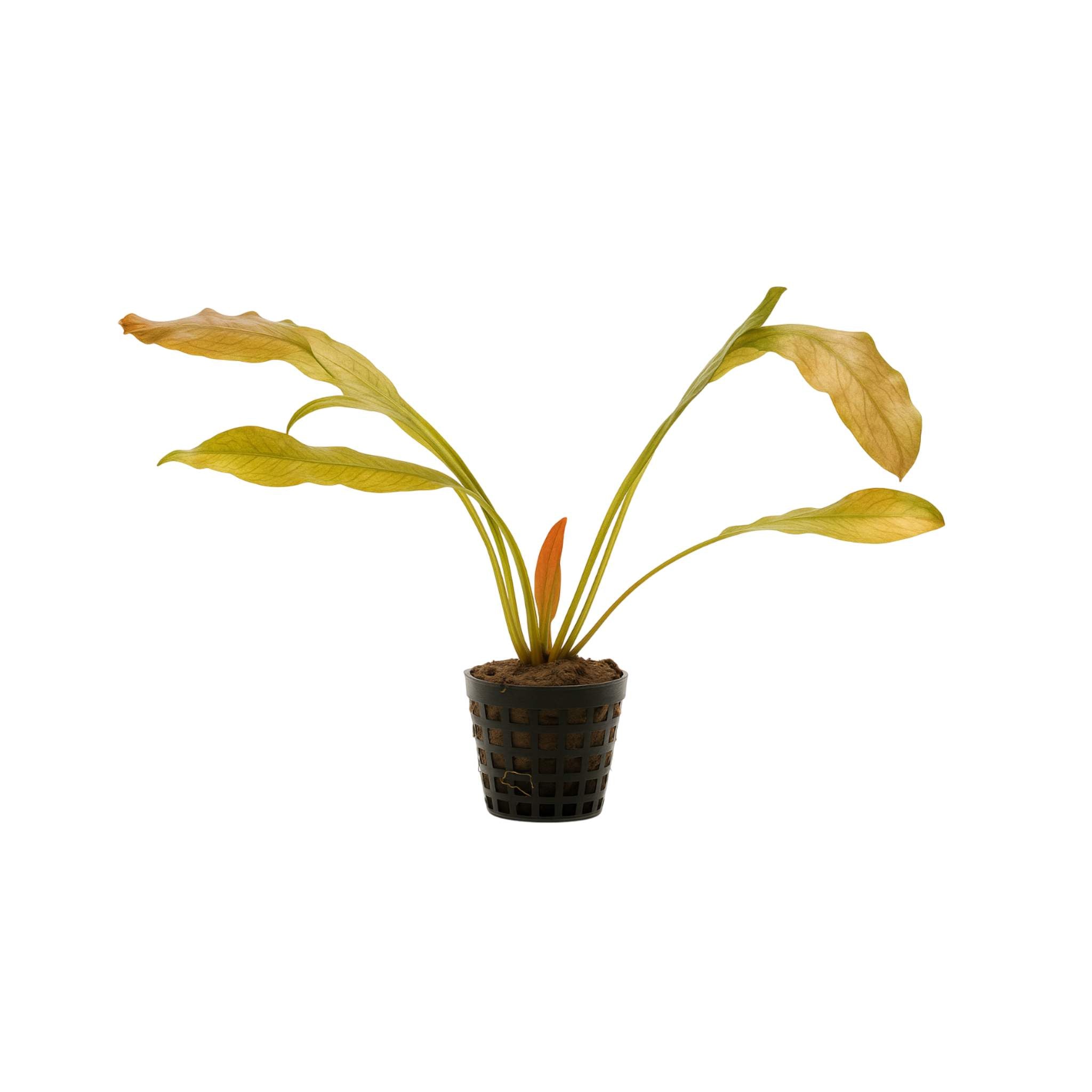 Indian Red Amazon Sword (Echinodorous)